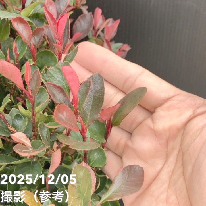 ベニカナメモチ リトルフェンナ 5号|花木10-TU