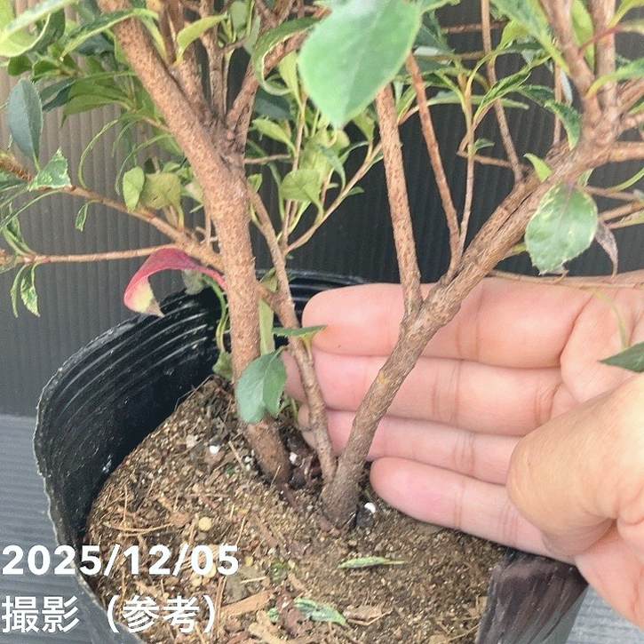 ベニカナメモチ リトルフェンナ 5号|花木10-TU