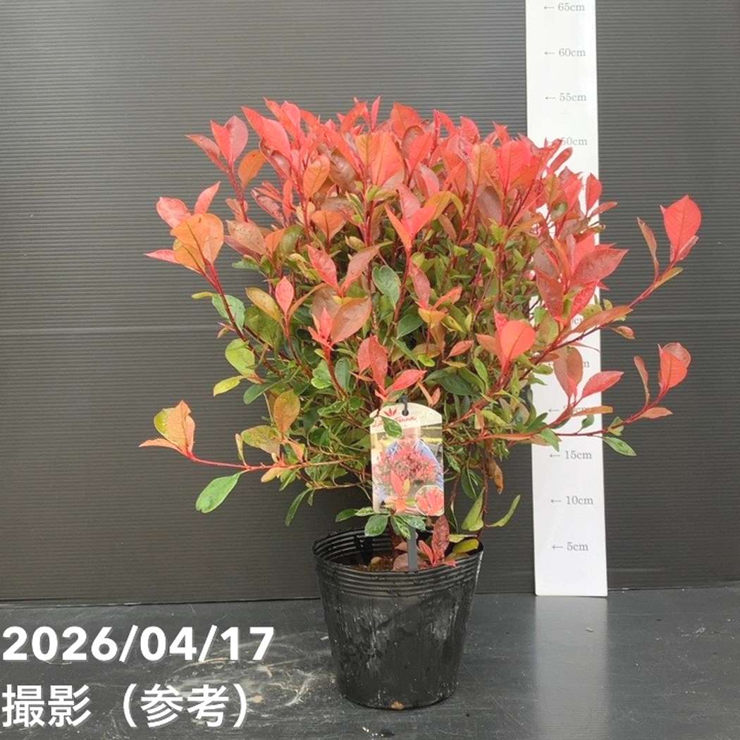 ベニカナメモチ リトルフェンナ 5号|花木10-TU | 花木・庭木 | 赤塚 ベニカナメモチ リトルフェンナ 5号|花木10-TU | 花木・庭木 | 赤塚