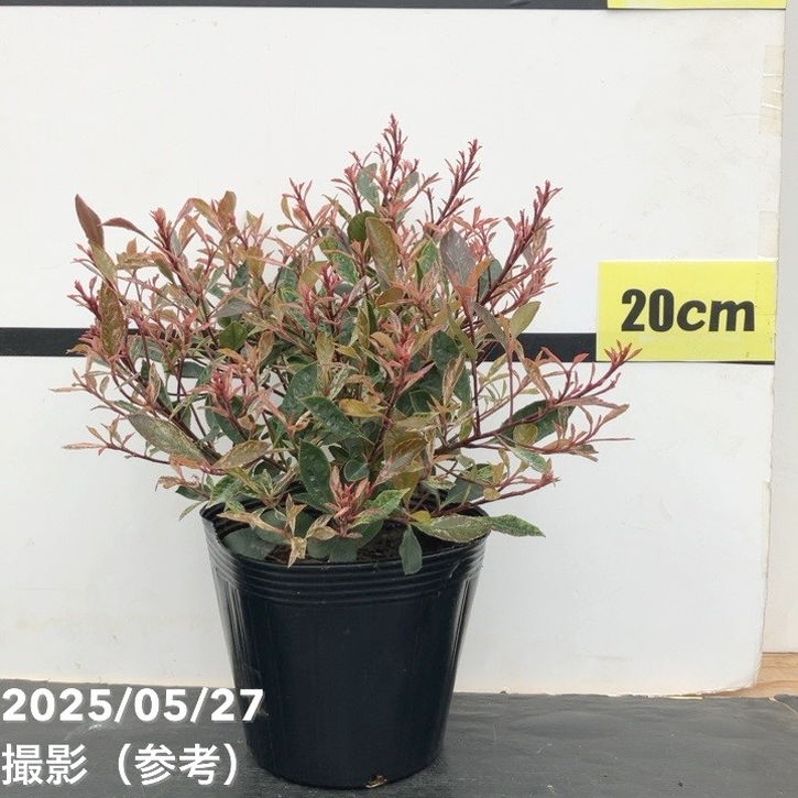 ベニカナメモチ リトルフェンナ 5号|花木10-TU