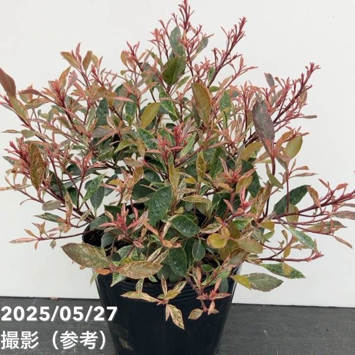 ベニカナメモチ リトルフェンナ 5号|花木10-TU