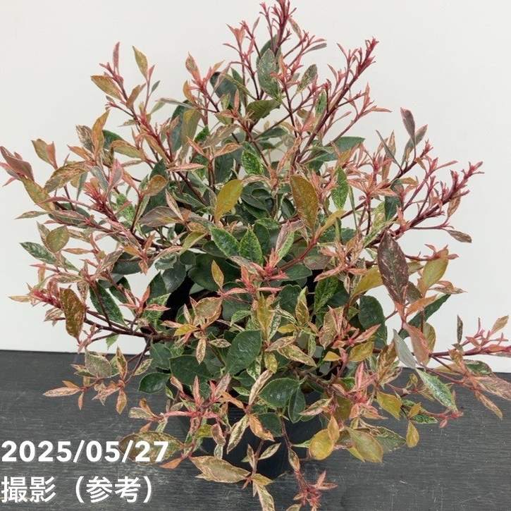 ベニカナメモチ リトルフェンナ 5号|花木10-TU
