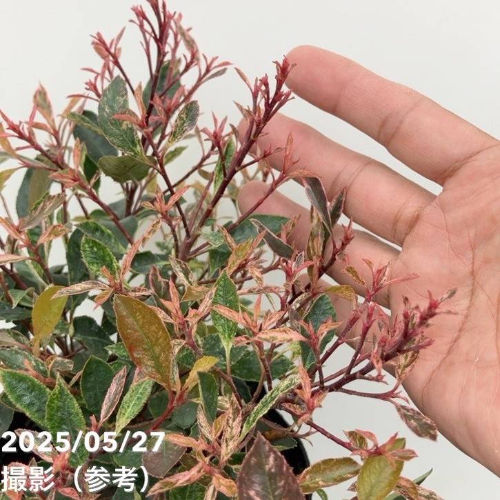 ベニカナメモチ リトルフェンナ 5号|花木10-TU