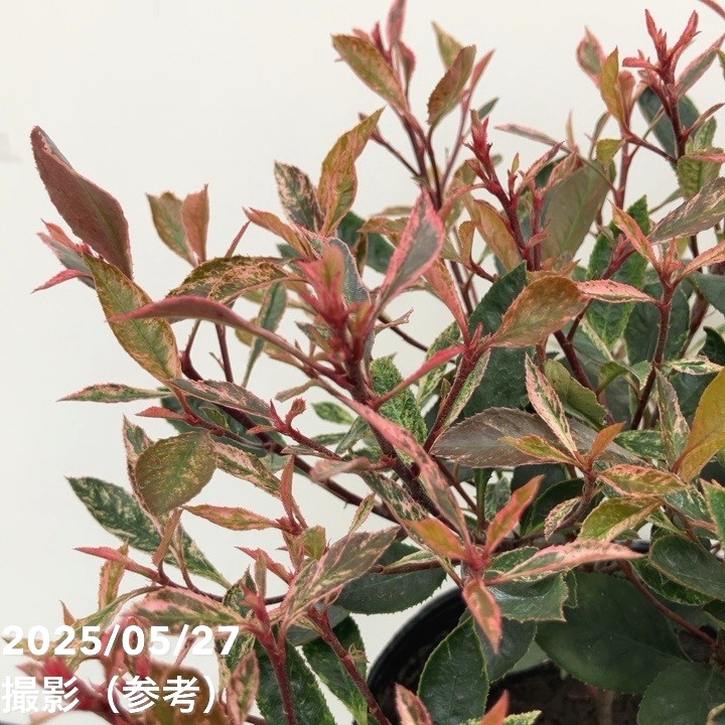ベニカナメモチ リトルフェンナ 5号|花木10-TU