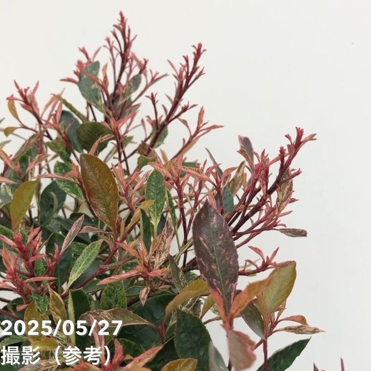 ベニカナメモチ リトルフェンナ 5号|花木10-TU