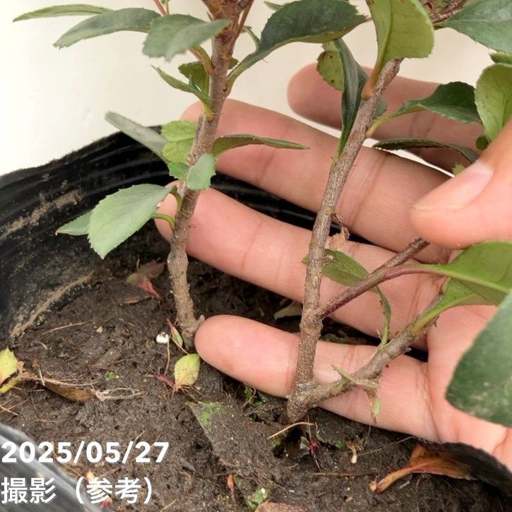 ベニカナメモチ リトルフェンナ 5号|花木10-TU