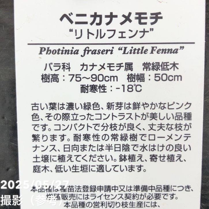ベニカナメモチ リトルフェンナ 5号|花木10-TU