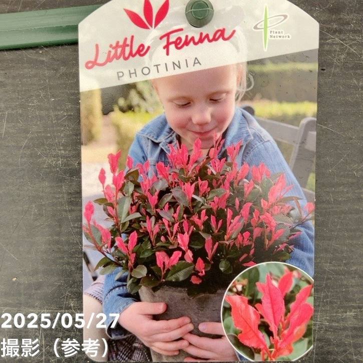 ベニカナメモチ リトルフェンナ 5号|花木10-TU