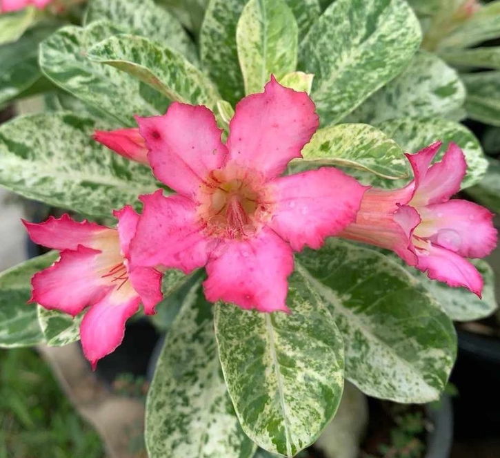 アデニウム　オベスム アデニウム オベスム 4号 Darn Rachanee Hin Orn（25）｜観葉01-D1