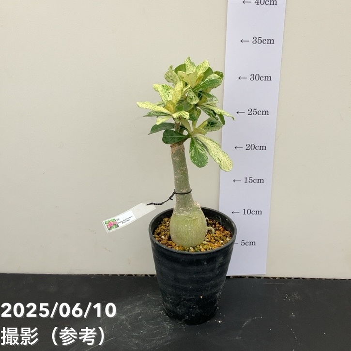 アデニウム オベスム 斑入り 5-702 アデニウム 斑入り | GREEN LUCK アデニウム オベスム 斑入り 5-702 アデニウム 斑入り | GREEN LUCK