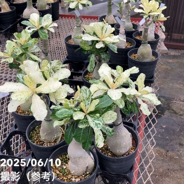 アデニウム オベスム 4号 Darn Rachanee Hin Orn（25）｜観葉01