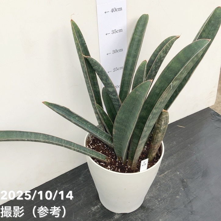 サンスベリア　ベースボールバット サンセベリア：ベースボールバット 5号鉢植え23-01 の通販