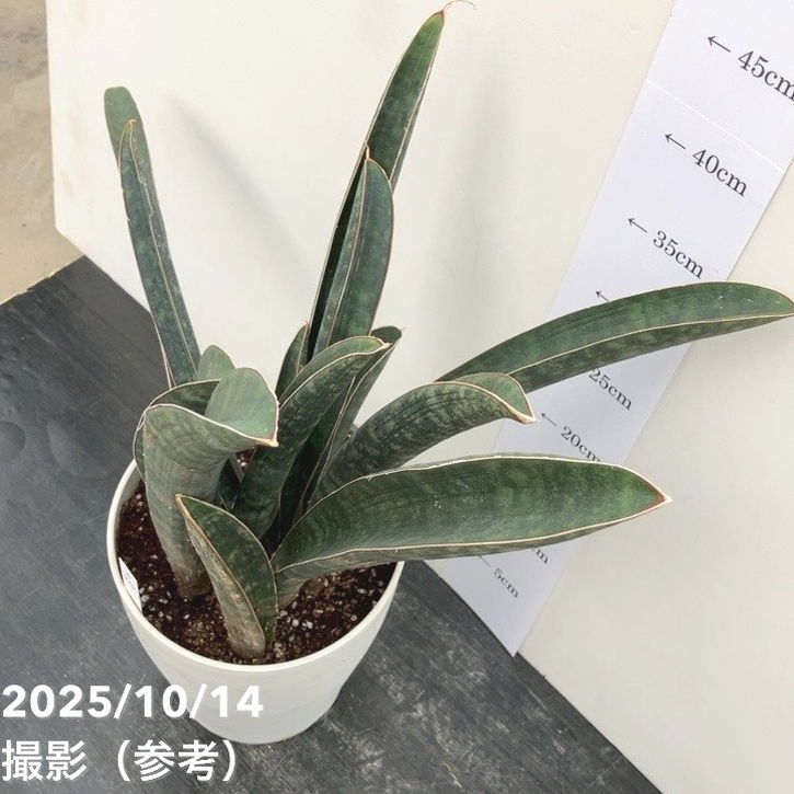 セール対象外　斑入り　サンセベリア　ピンクバット　サンスベリア 園芸ネット本店｜サンセベリア：ハリー ピンクバット 2.5号 の通販【公式】