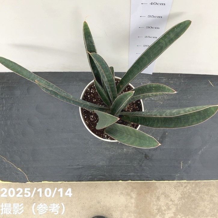 サンスベリア　ベースボールバット サンセベリア：ベースボールバット 5号鉢植え23-01 の通販