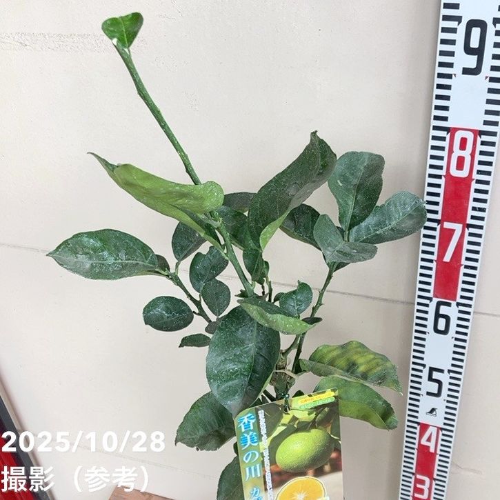 Casuarinaページです カボス 香美の川 5号｜柑橘｜果樹04-PA | 果樹,柑橘 | 赤塚植物園