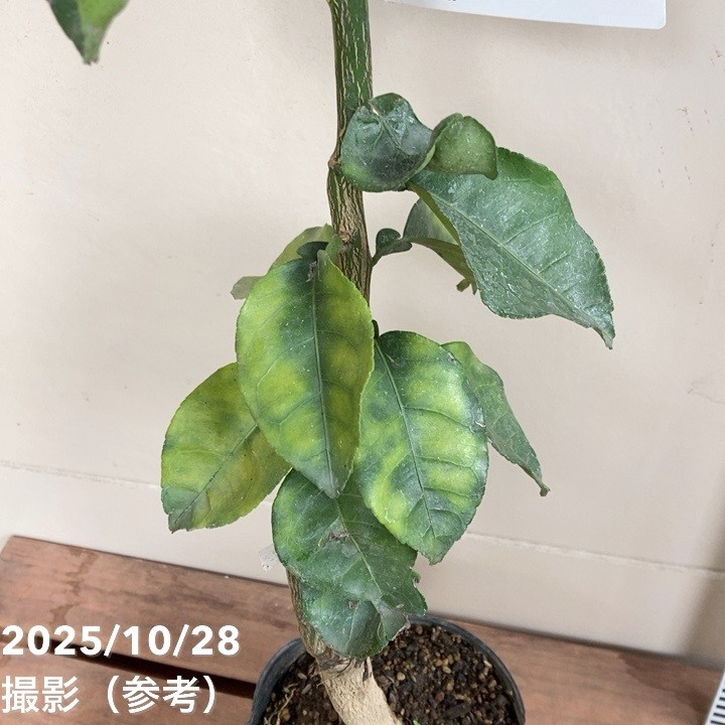 カボス 香美の川 5号｜柑橘｜果樹04-PA | 果樹,柑橘 | 赤塚植物園