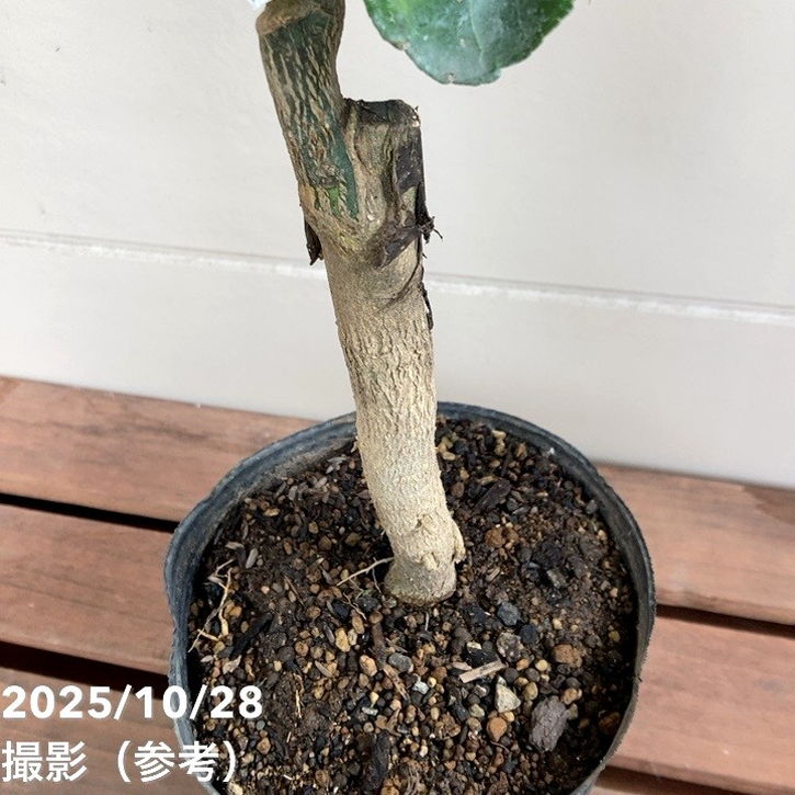 カボス 香美の川 5号｜柑橘｜果樹04-PA | 果樹,柑橘 | 赤塚植物園