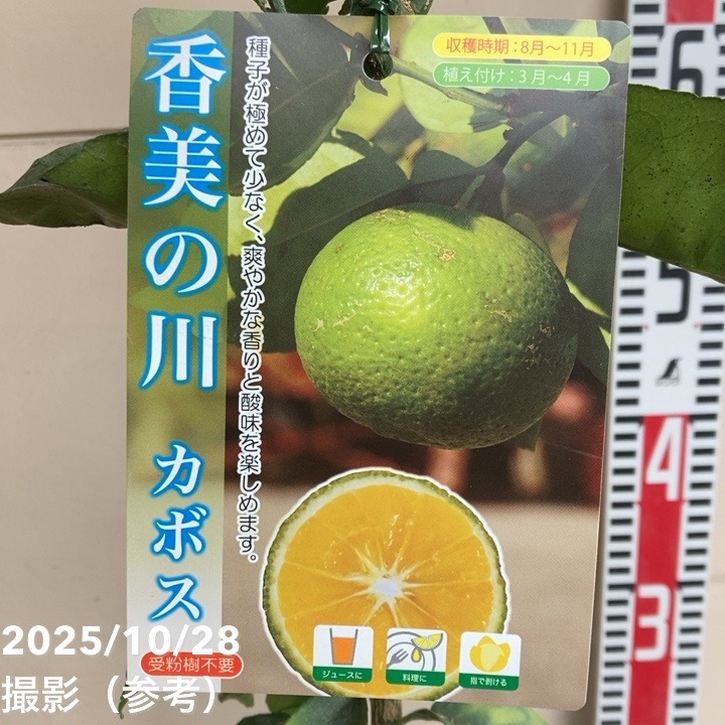 カボス 香美の川 5号｜柑橘｜果樹04-PA | 果樹,柑橘 | 赤塚植物園