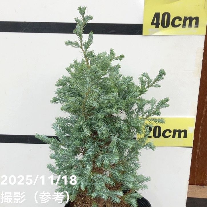 コニファー 立性 ボールバード 5号|花木10-TU