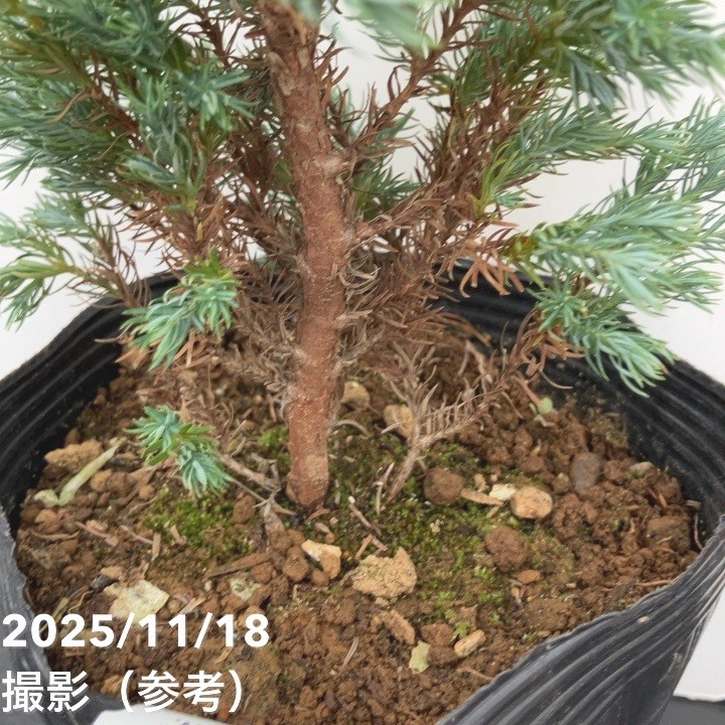 コニファー 立性 ボールバード 5号|花木10-TU