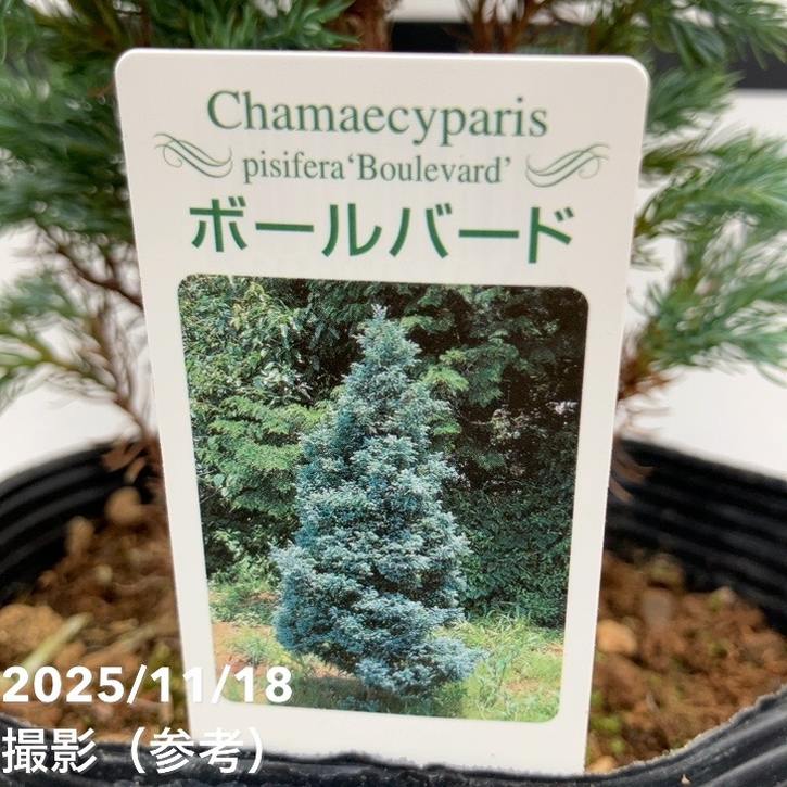 コニファー 立性 ボールバード 5号｜花木10-TU | 花木・庭木,[垣根