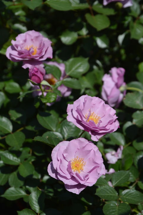 バラ大苗 紫の上 7号 ロサ・オリエンティスプログレッシオ｜花木04-PA