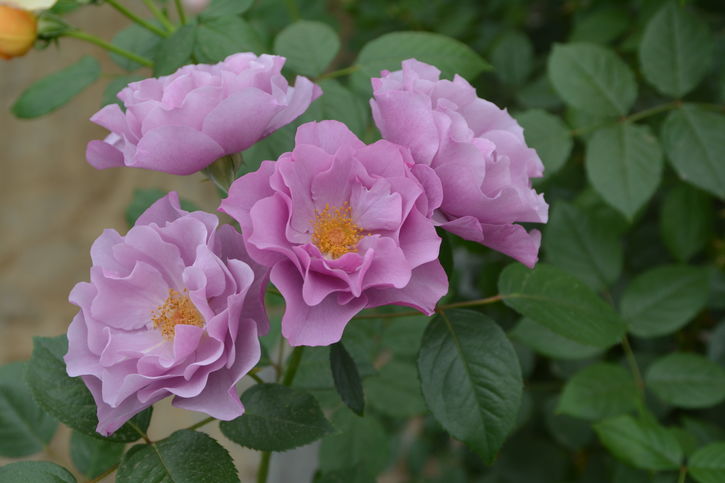 バラ大苗 紫の上 7号 ロサ・オリエンティスプログレッシオ｜花木04-PA