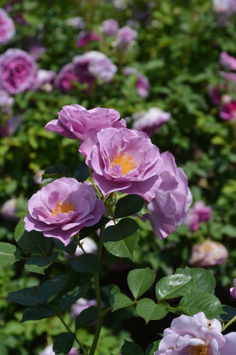 バラ大苗 紫の上 7号 ロサ・オリエンティスプログレッシオ｜花木04-PA