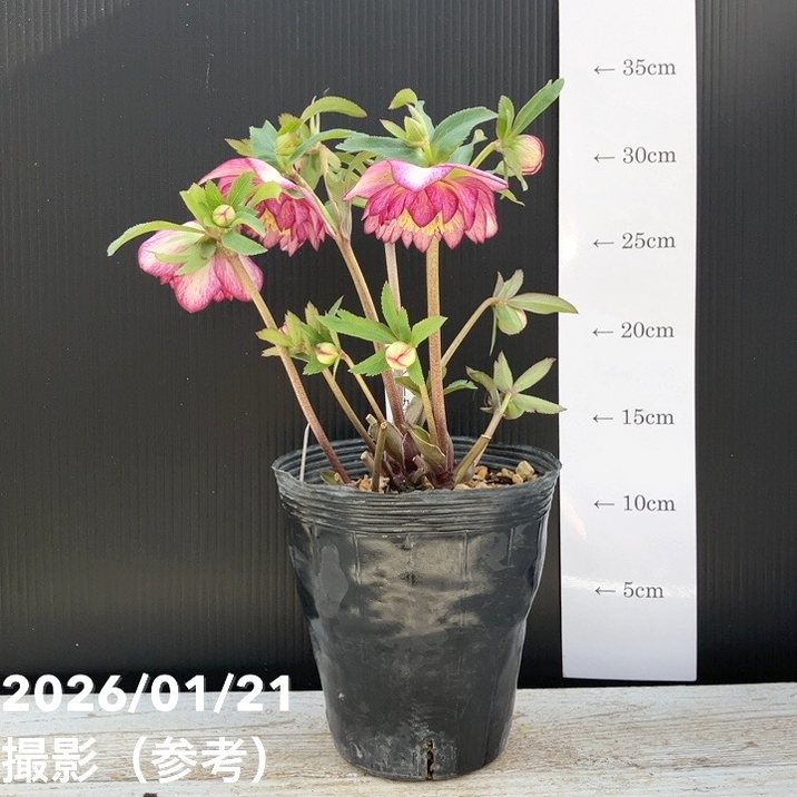 一点物】加藤農園 クリスマスローズ グロッシーカラー 4.5号（KT13