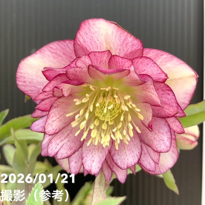 クリスマスローズ　ddグロッシーカラー 加藤農園 sdグロッシーカラーレッドタイプクリスマスローズ加藤農園