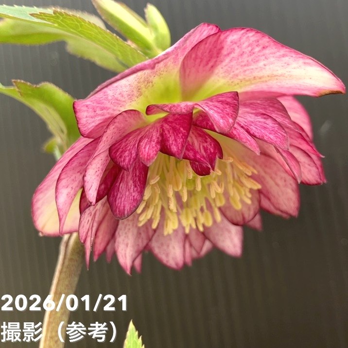 一点物】加藤農園 クリスマスローズ グロッシーカラー 4.5号（KT13