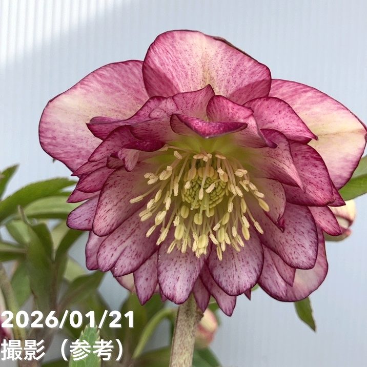 一点物】加藤農園 クリスマスローズ グロッシーカラー 4.5号（KT13