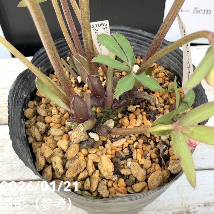 一点物】加藤農園 クリスマスローズ グロッシーカラー 4.5号（KT13