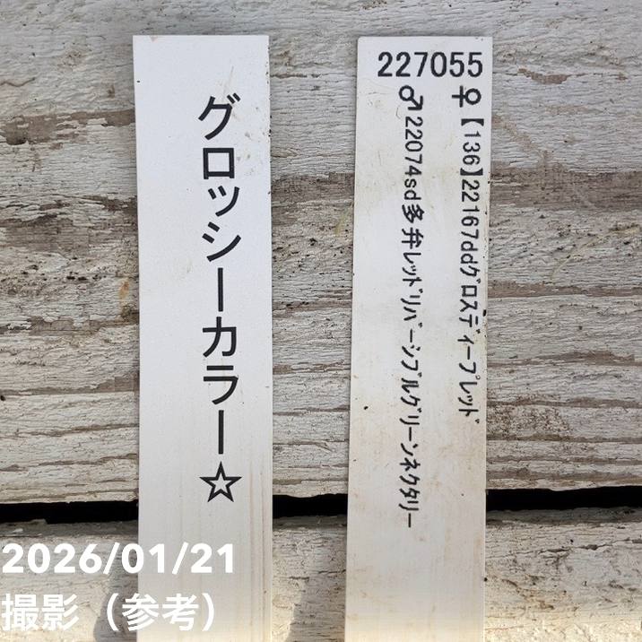 お買い得一点物咲き進み株】加藤農園 クリスマスローズ グロッシー