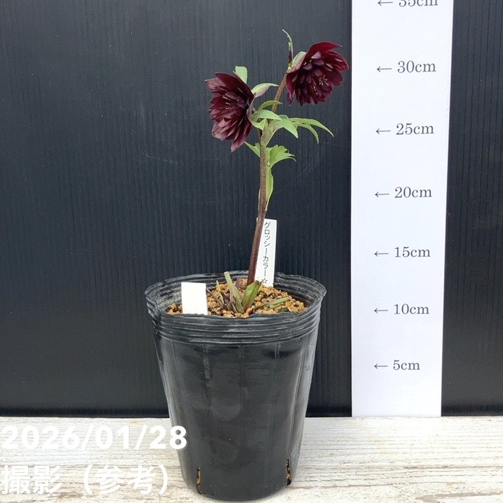 一点物】加藤農園 クリスマスローズ グロッシーカラー 4.5号（KT76