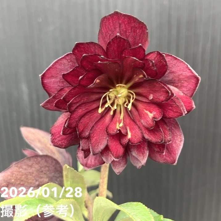 一点物】加藤農園 クリスマスローズ グロッシーカラー 4.5号（KT76