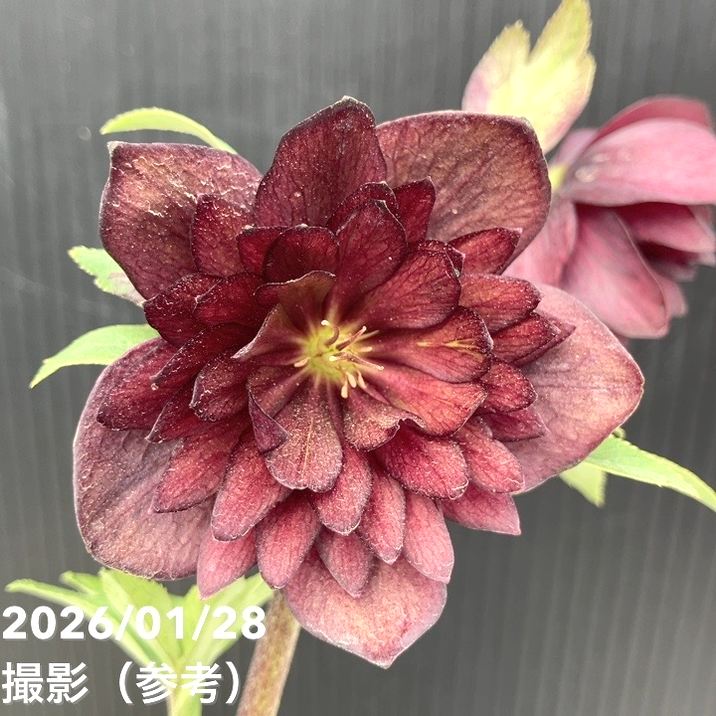 お買い得一点物咲き進み株】加藤農園 クリスマスローズ グロッシー