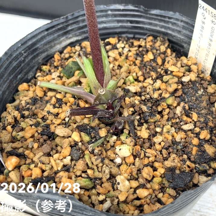 お買い得一点物咲き進み株】加藤農園 クリスマスローズ グロッシー