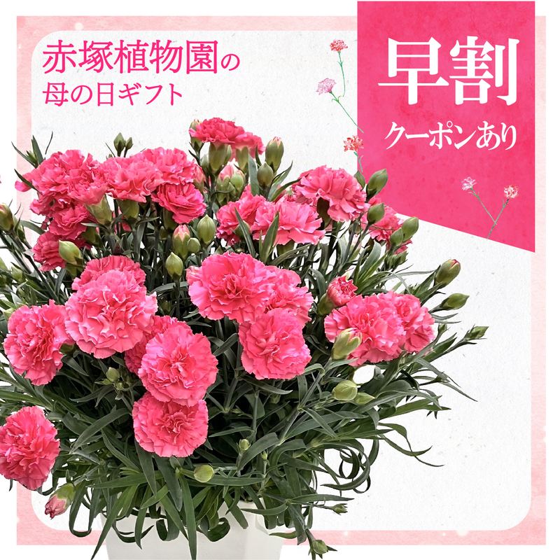 早割期間中！】母の日ギフト2026 カーネーション クレア 6号 PVP｜鉢花