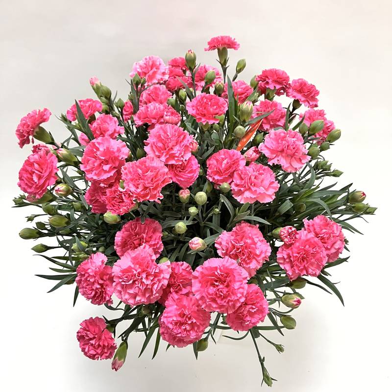 早割期間中！】母の日ギフト2026 カーネーション クレア 6号 PVP｜鉢花