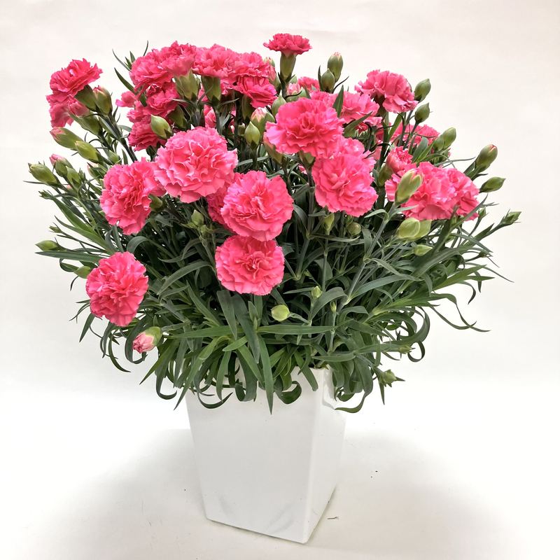 早割期間中！】母の日ギフト2026 カーネーション クレア 6号 PVP｜鉢花