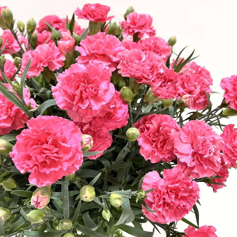 早割期間中！】母の日ギフト2026 カーネーション クレア 6号 PVP｜鉢花