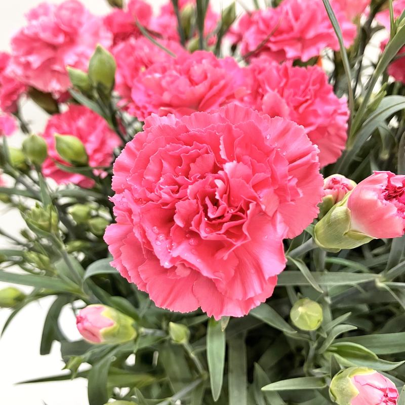 早割期間中！】母の日ギフト2026 カーネーション クレア 6号 PVP｜鉢花