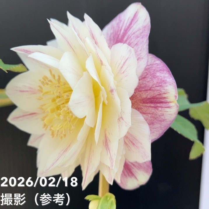 一点物】広瀬園芸 クリスマスローズ 4.5号（HR31）｜山野04-PA | 草花