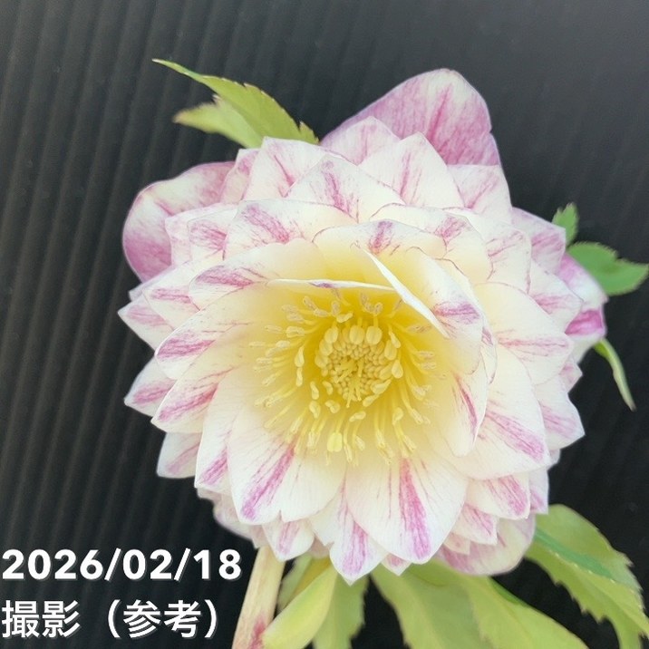 一点物】広瀬園芸 クリスマスローズ 4.5号（HR31）｜山野04-PA | 草花