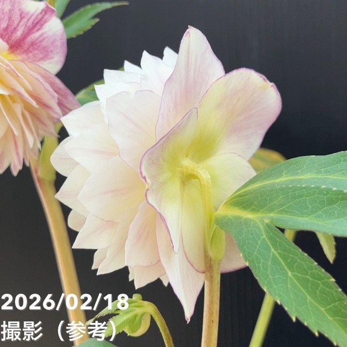 一点物】広瀬園芸 クリスマスローズ 4.5号（HR31）｜山野04-PA | 草花