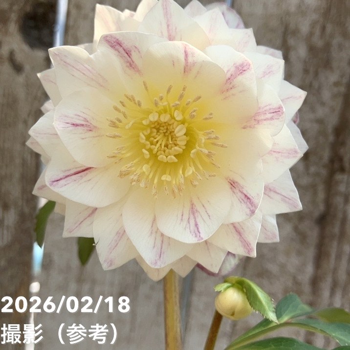 一点物】広瀬園芸 クリスマスローズ 4.5号（HR31）｜山野04-PA | 草花