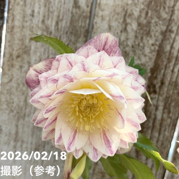 一点物】広瀬園芸 クリスマスローズ 4.5号（HR31）｜山野04-PA | 草花