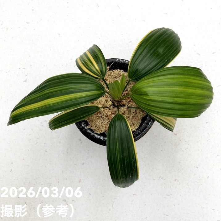 決算P5倍！10%OFF！8/2まで】【現品お届け】観音竹 カンノンチク 天山