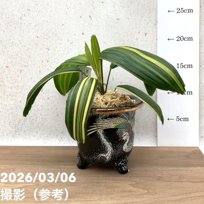 観葉植物 カンノンチク 観音竹 鉢植え　天山系　100cm 8号鉢 現品お届け】観音竹 カンノンチク 天山の縞 てんざんのしま 錦鉢（K14